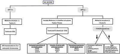 Diagnosis and management of non-CAH 46,XX disorders/differences in sex development